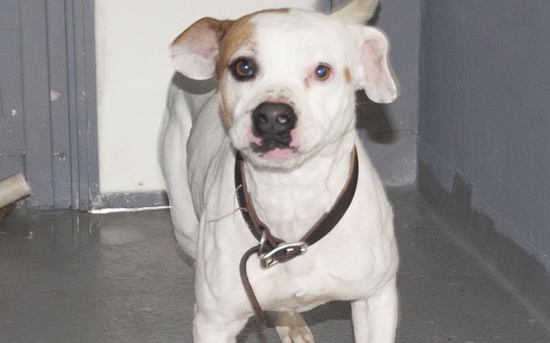 This energetic boy is a boxer mix who was recently surrendered to Animal Control. He is white in color with a brown patch on his right eye. View this friendly pup using intake number 097-22.