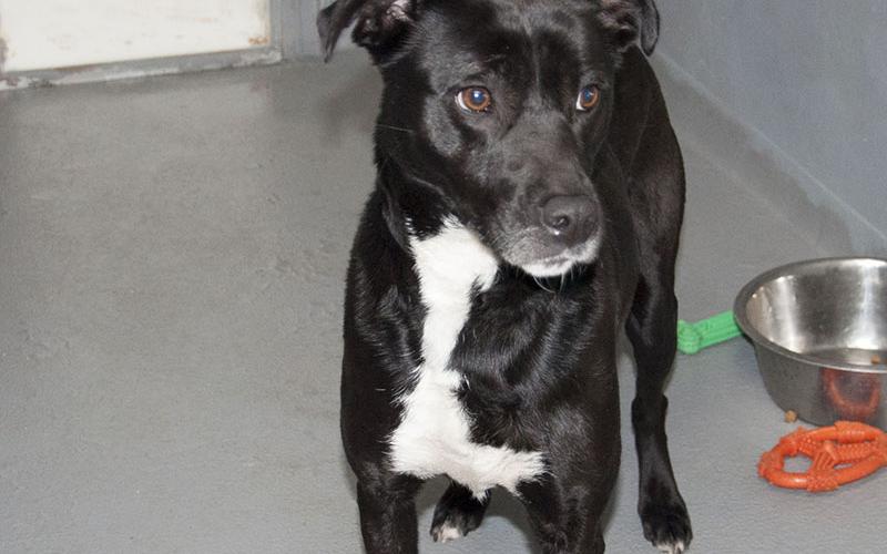 This sweetie is a female mix who was owner surrendered March 26. She has a black coat with patches on her chest and feet. To view this sweet pup use intake number 091-22.