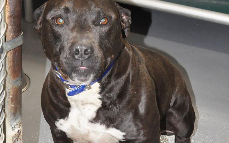 This female bulldog mix was picked up at 54 Copperhead Trail in Mineral Bluff. This sweet doggo has a black coat with a white patches on her chest and paws. View her using intake number 115-22.