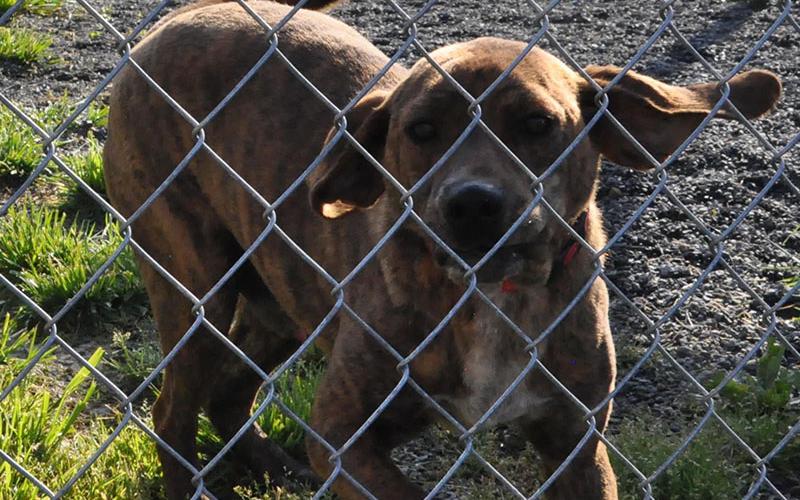 This male hound mix was picked up in Cashes Valley March 16. He has a brown coat with black splotches throughout. View this energetic boy using intake number 110-22.