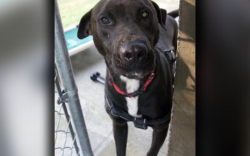 This sweetie is a female lab mix who was picked up on Lickskillet Lane March 18. She has a black coat with a white patch on her chest. View her using intake number 113-22.