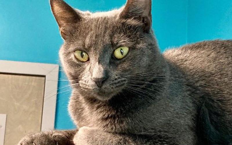 The Humane Society of Blue Ridge cat of the week is Shannon. This one-year-old beauty had three kittens and was the purrfect mom to them. Her kittens were adopted and now Shannon is ready to enjoy life as an empty nester. She is quite loving, enjoys people and gets along with other cats once she gets to know them. She has a beautiful gray coat and gorgeous green eyes. Contact the Adoption Center at 706-632-4357 for more information about Shannon. She is ready to become a member of your family.