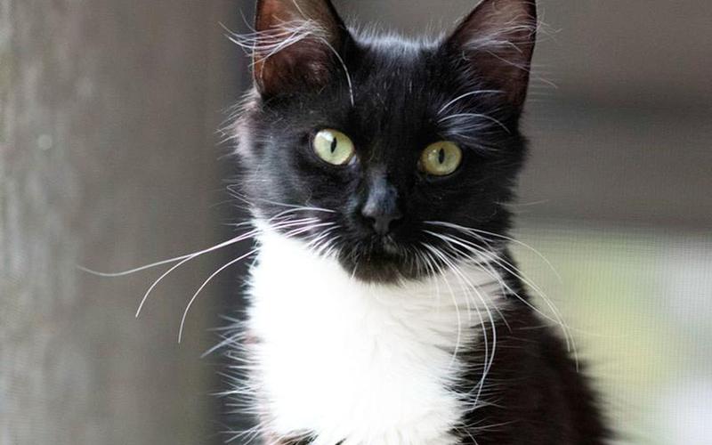 The Humane Society of Blue Ridge cat of the week is Sunflower. She is a petite one-year-old tuxedo cat who will draw you in with her gorgeous green eyes and win you over with her sweet, gentle demeanor. Sunflower loves people and gets along well with other cats. She likes to go for rides in the Adoption Center pet stroller! Contact the Adoption Center at 706-632-4357 to schedule a visit with Sunflower. She is spayed, microchipped and up to date on her vaccinations.