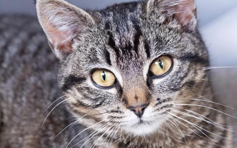 The Humane Society of Blue Ridge cat of the week is Barbara. This one-year-old tabby is proof positive that good things come in small packages! Barbara is a playful girl and loves to visit with people. She gets along famously with her Adoption Center suitemates. Barbara is spayed, microchipped and up to date on her vaccinations. She would make the purrfect addition to your loving family! Contact the Adoption Center at 706-632-4357 to schedule a meet and greet with Barbara.