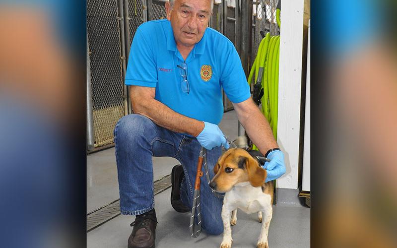 This cutie is a female Beagle mix who was picked up on Breaden Road in Blue Ridge, May 2. He has a traditional Beagle colored coat. View this pupper using intake number 128-22. She is shown with Animal Control Officer JR Cornett.
