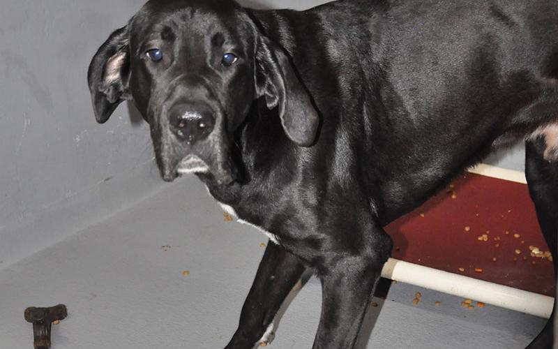 This sweetie is a male Great Dane who was owner surrendered May 3. He has a black coat with a white patch on his chest and paws. View this sweet boy using intake number 064-22.