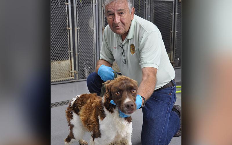 This male Spaniel mix was picked up on Tilley Bend Road May 2. This energetic boy has a long, white and brown coat. View this sweetie using intake number 167-22.