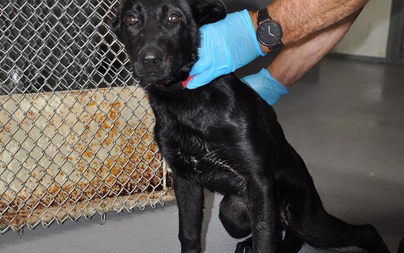This cutie is a female lab mix who was dropped off at Animal Control May 20. She has a solid black coat. View her using intake number 166-22.