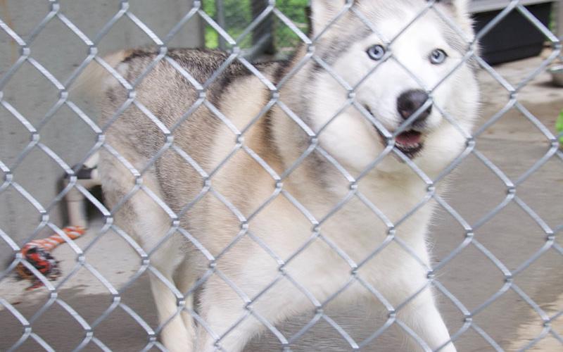 This gorgeous puppers is a female Husky mix. She was owner surrendered May 20. She has a grey and white coat and bright, blue eyes. View her using intake number 163-22.