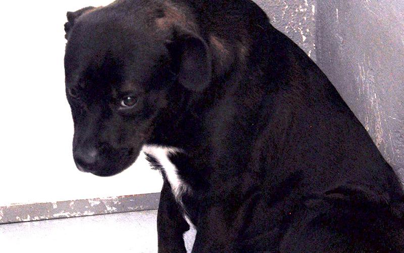This female lab mix was picked up on Goss Road March 1. This cutie has a black coat with white patches on her chest and paws. View her using intake number 06-22.