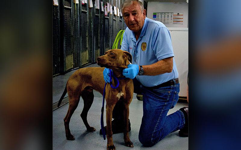 This cutie is a male lab mix who was picked up on Double Head Gap Road April 11. He has a light brown coat. View this pupper using intake number 107-22. He is shown with Animal Control Officer JR Cornett.