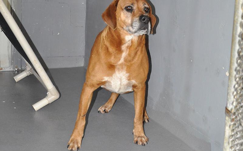 This male hound mix was picked up in Mineral Bluff April 8. This sweet doggo has a reddish-brown coat. View him using intake number 103-22.
