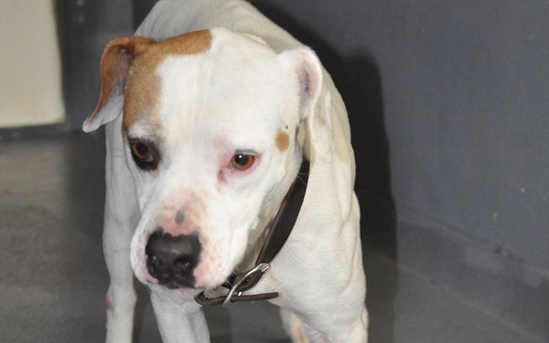 This sweetie is a male boxer mix who was owner surrendered April 1. He has a white coat with a brown patch on his eye. View this adorable pup using intake number 097-22.