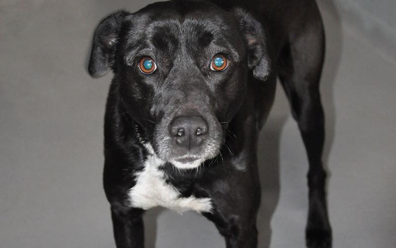 This female lab mix was owner surrendered March 26. She has a shiny black coat with white patches on her chest and paws. View this sweet girl using intake number 091-22.
