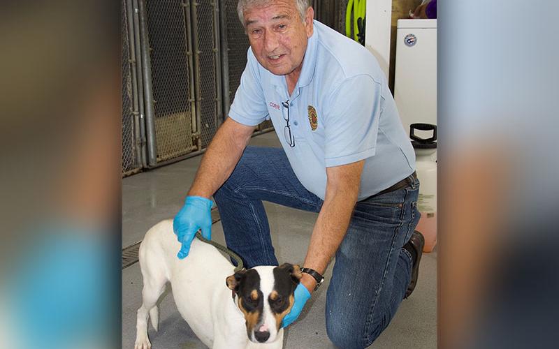 This energetic boy is a Jack Russell mix who was owner surrendered May 20. He has a white coat with black and brown patches on his face. View this cutie using intake number 160-22.