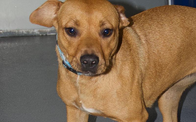 This adorable pupper is a female mixed breed who was owner surrendered May 20. She has a redish brown coat with a small, white patch on her chest. View her using intake number 159-22.