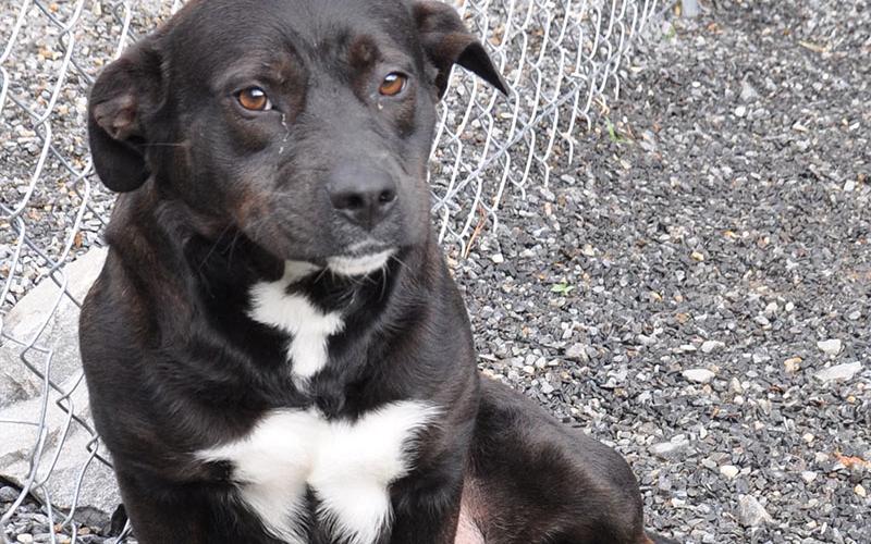 This sweet girl is a lab mix who was picked up on Goss Road in Epworth. She has a black coat with white patches on her chest and paws. View her using intake number 061-22.