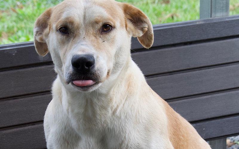 This cutie is a female mixed breed who was picked up on Barnes Chapel Road May 12. Her coat is white and tan. View this good girl using intake number 149-22.
