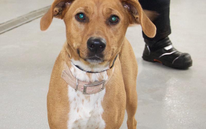 This energetic female mix was picked up in downtown Blue Ridge May 7. She is orangish-brown with a speckled white chest and paws. View this good girl using intake number 142-22.