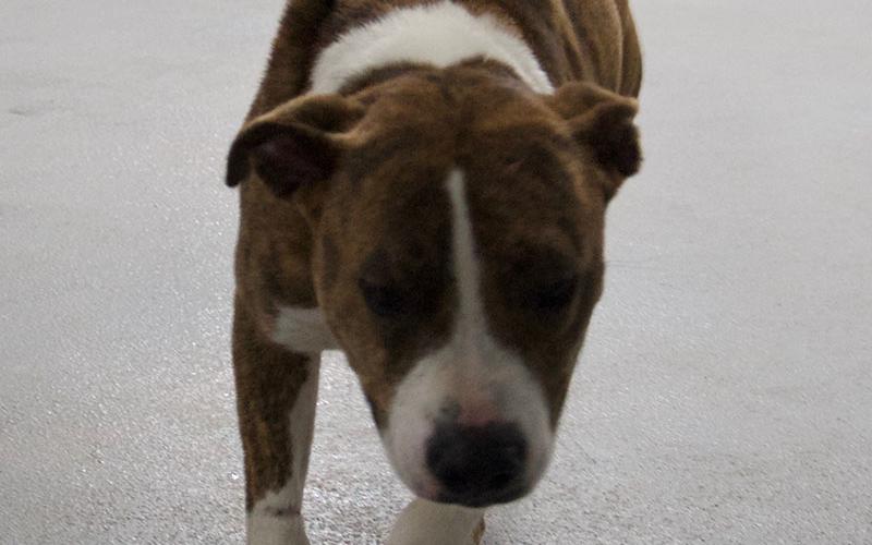 This sweet male mix was picked up in Morganton May 5. He is mostly brindle with a white chest and paws. View this cutie using intake number 139-22.