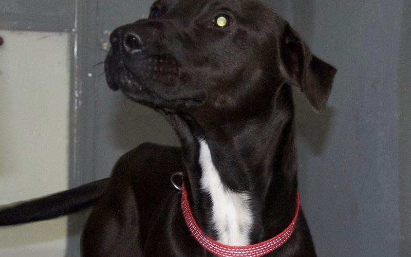 This cute male Lab mix was picked up on Lickskillet Road in Epworth April 18. He is all black with a white patch on his chest. View this good boy using intake number 113-22.