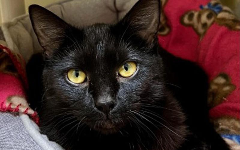 The Humane Society of Blue Ridge cat of the week is Olive. This one-year-old petite beauty will melt your heart! Olive loves to be held while you pet her. She enjoys viewing the great outdoors from the safety and comfort of a screened porch. Olive is not only a fan of human friends, but she also gets along nicely with her Adoption Center suite-mates. She will have you wrapped around her paw in no time! Contact the Adoption Center at 706-632-4357 for more information about this fabulous feline.