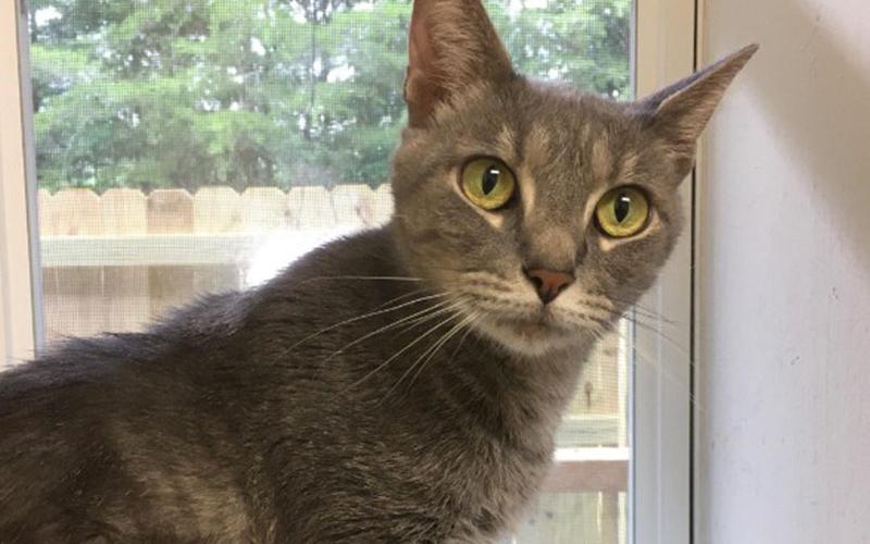 The Humane Society of Blue Ridge cat of the week is Tigger. This two-year-old quiet and charming little fellow has bright green eyes and a beautiful gray coat. Tigger is shy at first, but once he feels safe with you, he is so loving. Tigger prefers a more relaxed environment and would be an ideal companion for a patient and calm owner. He is allergic to flea bites and needs to be an indoor-only cat. Contact the Adoption Center at 706-632-4357 to schedule a meet and greet. He is neutered and microchipped.
