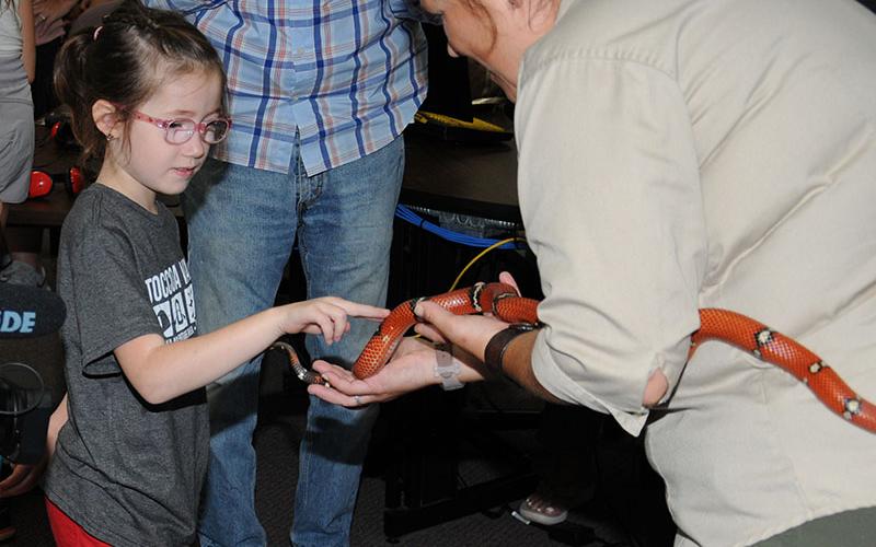 This young lady takes the opportunity to gently and carefully pet a King snake at the Fannin County Public Library last week.