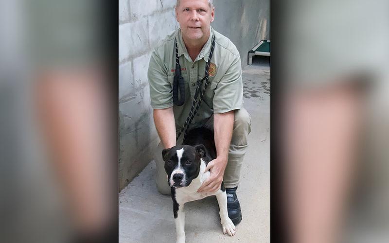 This female mix was picked up on Snake Nation Road in Blue Ridge June 23. This cutie has a black and white coat and is very sweet natured. She is shown with Animal Control Officer Luke McDonald. View her using intake number 213-22.