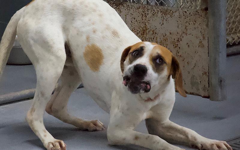 This energetic boy is a Hound mix who was found on 111 Albion Street in McCaysville along with his pup brother June 15. He has a white coat with brown patches all over. View this cutie using intake number 194-22.