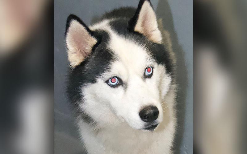 This sweetie is a male Huskey mix who was picked up on Lake Cove Drive in Morganton June 24. He has a mostly white coat with black patches on his face. View him using intake number 214-22.