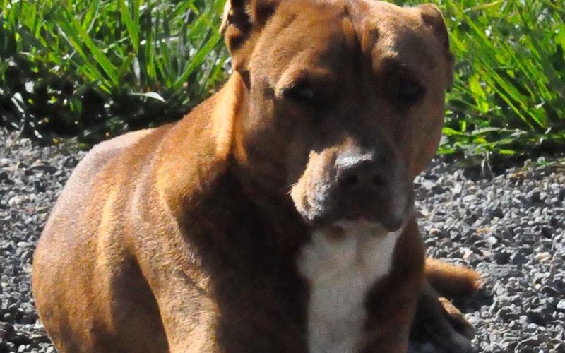This cutie is a male Bulldog mix who was picked up at 404 Jolly Way July 30, 2021. He has a brown coat with a white patch on his chest and paws. View him using intake number 271-21.