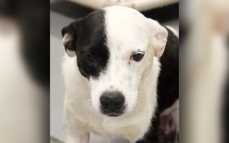 This sweet puppers is a female mix breed who was picked up on Highway 515 June 20. She has a black and white coat, and she is small in size. View her using intake number 203-22.