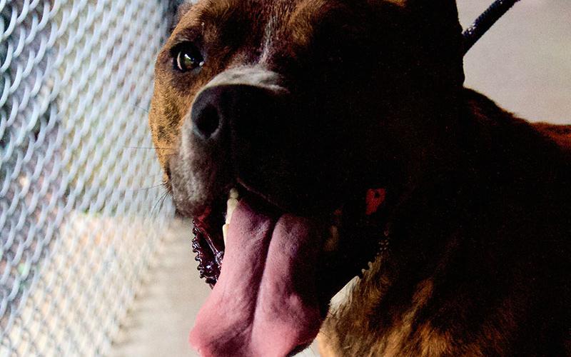This fun-loving pup is a male Boxer mix who was owner surrendered January 11. He has a traditional boxer coat of brown and black. View the sweetie using intake number 012-22.