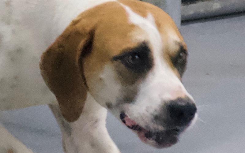 This energetic boy is a Hound mix who was picked up on 111 Abion Street in McCaysville June 15. He has a white coat with brown patches throughout. View him using intake number 195-22.