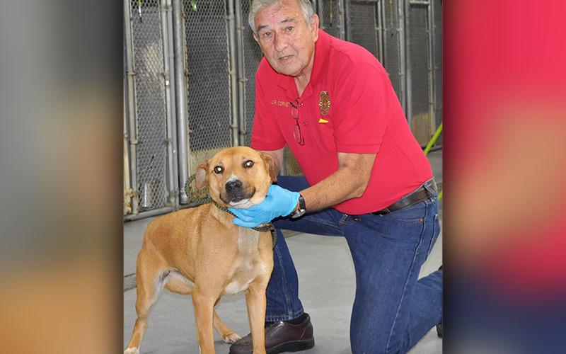 This sweet female Lab mix was picked up on Mountain Top Circle in Blue Ridge, June 4. She is mostly tan with a tan and white chest and paws. View this cutie using intake number 181-22. She is shown with Animal Control Interim Manager J.R. Cornett.