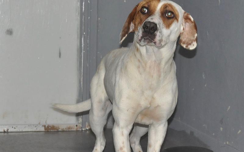 This precious female mix was picked up on Mineral Springs Road near the dog park in Blue Ridge June 1. She has a white coat with some brown speckles and brown patches on her face and ears. View this sweetie using intake number 141-22.