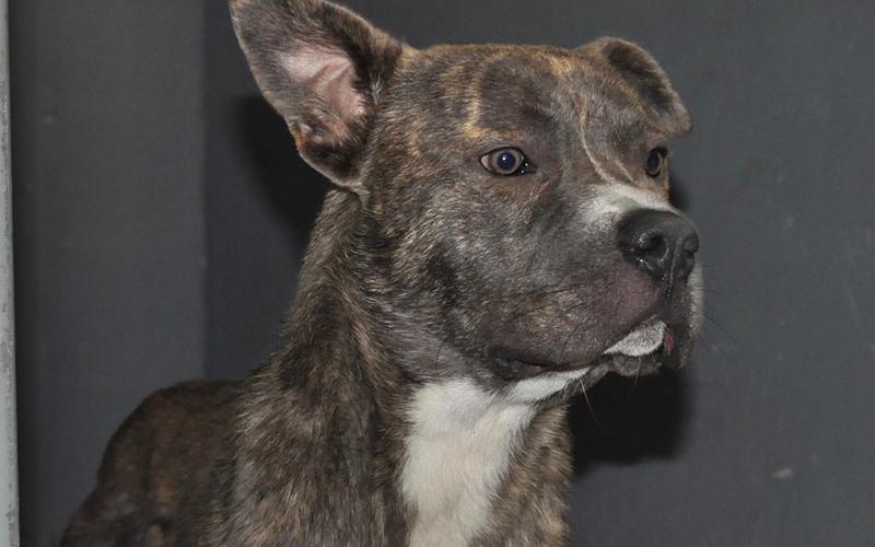 This cute male Bulldog mix was picked up at 75 Hidden Valley Drive in Morganton. He has a dark brindle coat with a white chest. View this good boy using intake number 067-22.