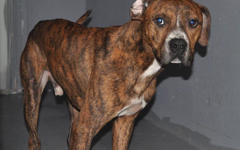 This adorable male Pit Bull mix was surrendered by his owner January 11. He has a brindle coat with white patches on his neck and chest. View this cutie using intake number 012-22.