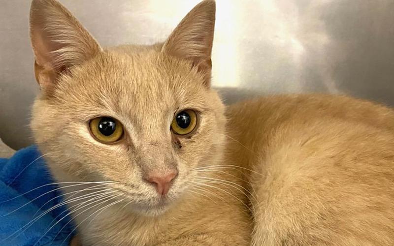 The Humane Society of Blue Ridge cat of the week is Caramel. He is a nine-month-old orange and white nougat of delight who lives up to his sweet name! Caramel can be a little shy when he meets new people, but he warms up to them quickly when he realizes what purrfect friends they can be. He gets along great with other cats, too. Caramel enjoys catching a nap wherever he can find a cozy spot. Contact the Adoption Center at 706-632-4357 to schedule a visit with this meowvelous little guy.