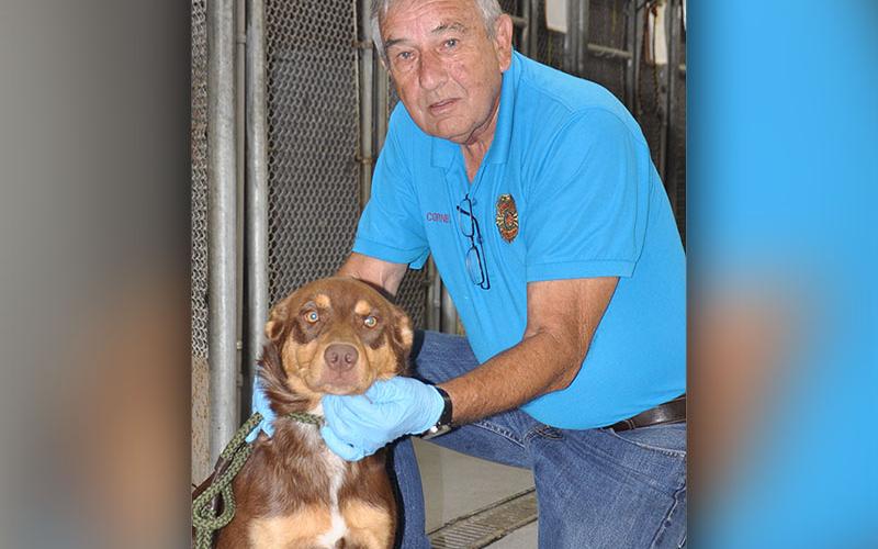 This sweet boy is a Lab Heeler mix who was owner surrendered July 18. He has a beautiful chocolate brown coat with tan patches throughout. View this cutie using intake number 254-22.
