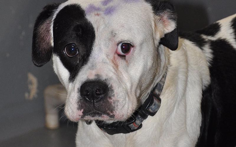 This female Boxer mix was picked up on Jonica Gap July 1. This sweet girl hasa black and white coat and the sweetest personality. View this good girl using intake number 222-22.