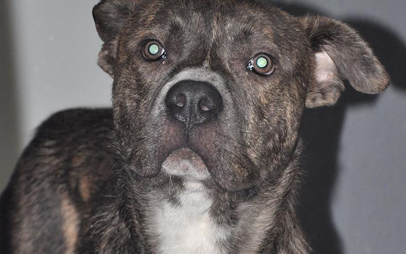 This adorable puppers is a male Bulldog mix who was picked up on Hidden Valley Drive. He has a brown speckled coat with white patches. View this sweet dog using intake number 067-22.