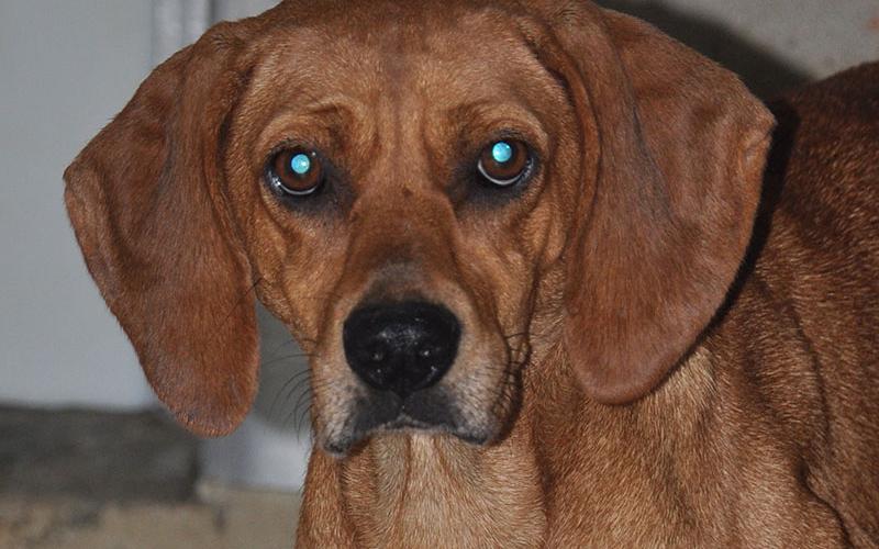 This cutie is a female Red Bone Hound who was picked up on Madola Road July 14. She has a traditional Red Bone coat. Visit this sweetie using intake number 249-22.