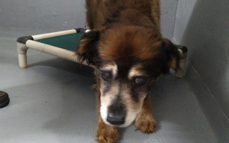 The sad eyes on this female mix tell her story. She needs a home that will give a lot of loving care. She was picked up off Lowery Road in Mineral Bluff July 6. View her by using intake number 226-22.