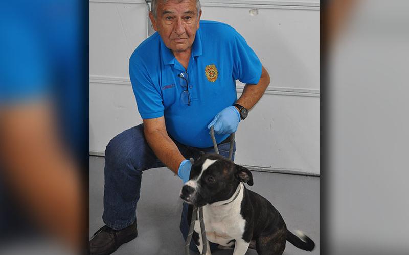 This female boxer mix was picked up on Snake Nation Road June 23. This very energetic dog would love a place to play. She is shown with Animal Control Interim Manager J.R. Cornett. View her by using her intake number 213-22.