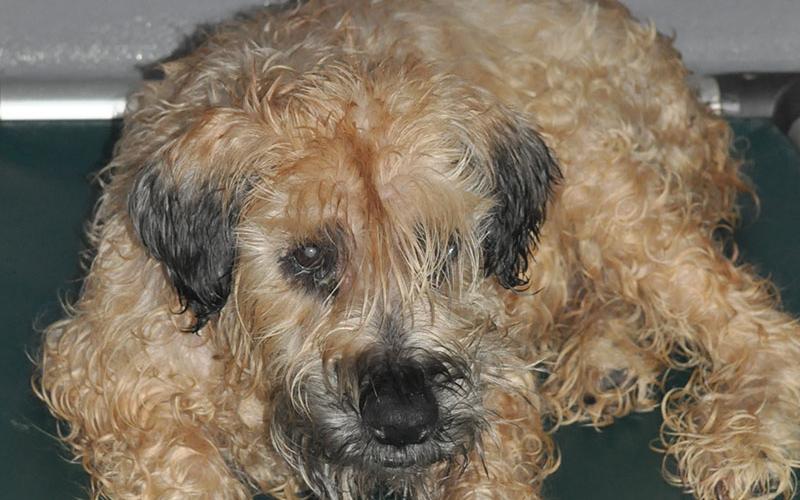 This female poodle mix was picked up at the Emergency Animal Clinic in Blue Ridge July 3. She’s a bit timid, and is hoping she finds a new home soon. View her by using intake number 225-22.