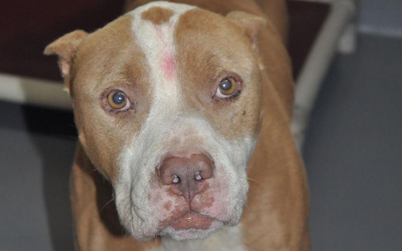 This playful boy enjoys walks and is ready to give a new owner a little extra exercise if you’ll let him. A pit bull mix, he was picked up in McCaysville June 27. View her by using intake number 216-22.