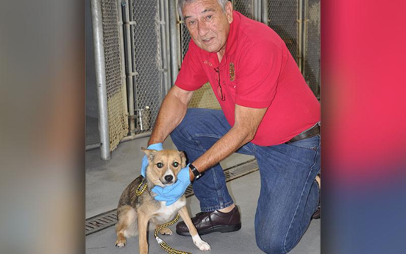 This sweet girl is a Fiest mix who was picked up on Salem Lane in Mineral Bluff August 3. She has a beige coat with dark brown and white patches throughout. Pictured with this pup is Animal Control Officer JR Cornett. View this cute dog using intake number 275-22.