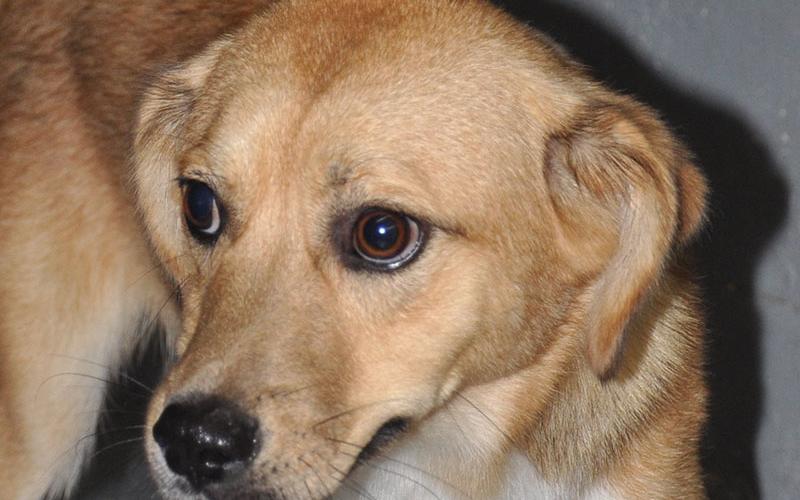 This adorable puppy is a Fiest mix who was also picked up on Salem Lane in Mineral Bluff August 3. He has a beige coat with dark brown and white patches. View this sweetie using intake number 276-22.